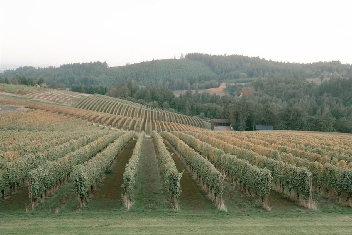 Weinberg als Hochzeitslocation – lange Tafel zwischen den Rebzeilen